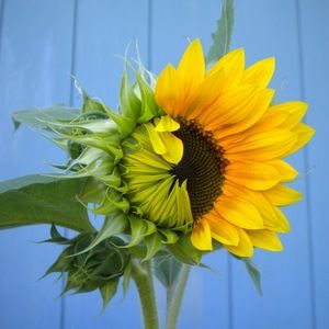 Meet your Posher, Elaine